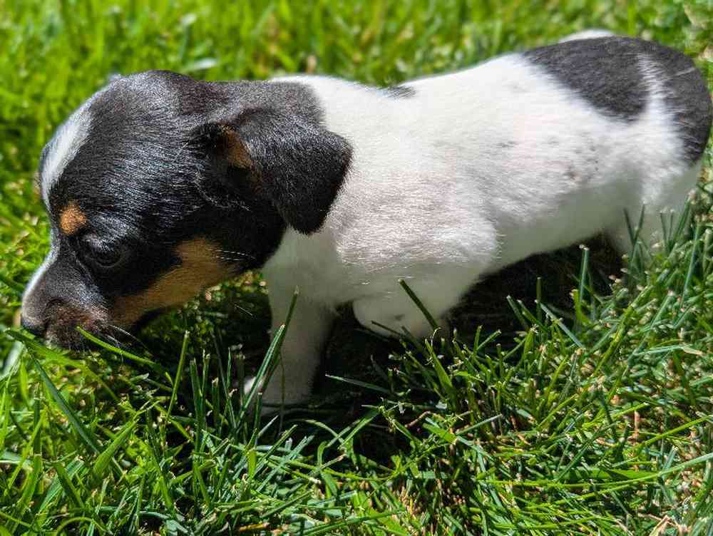 carousel pet images