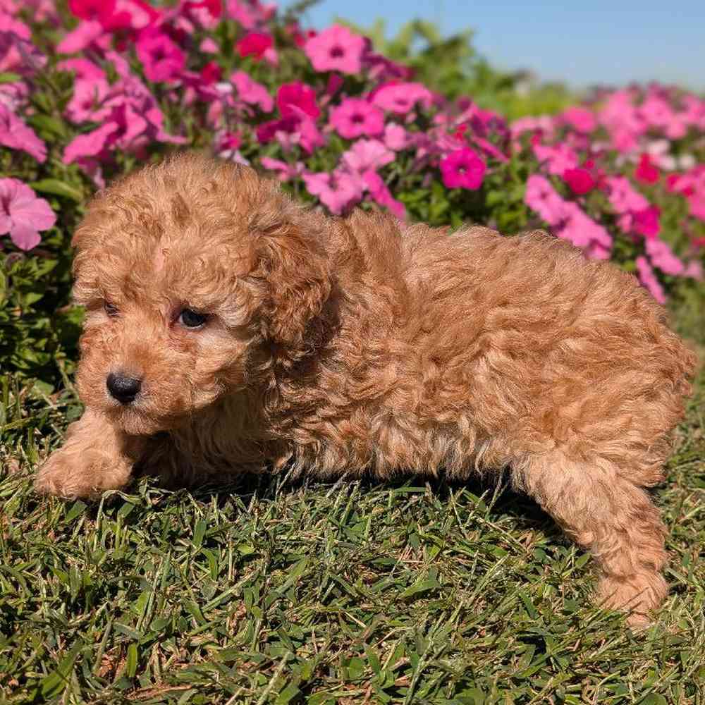 carousel pet images