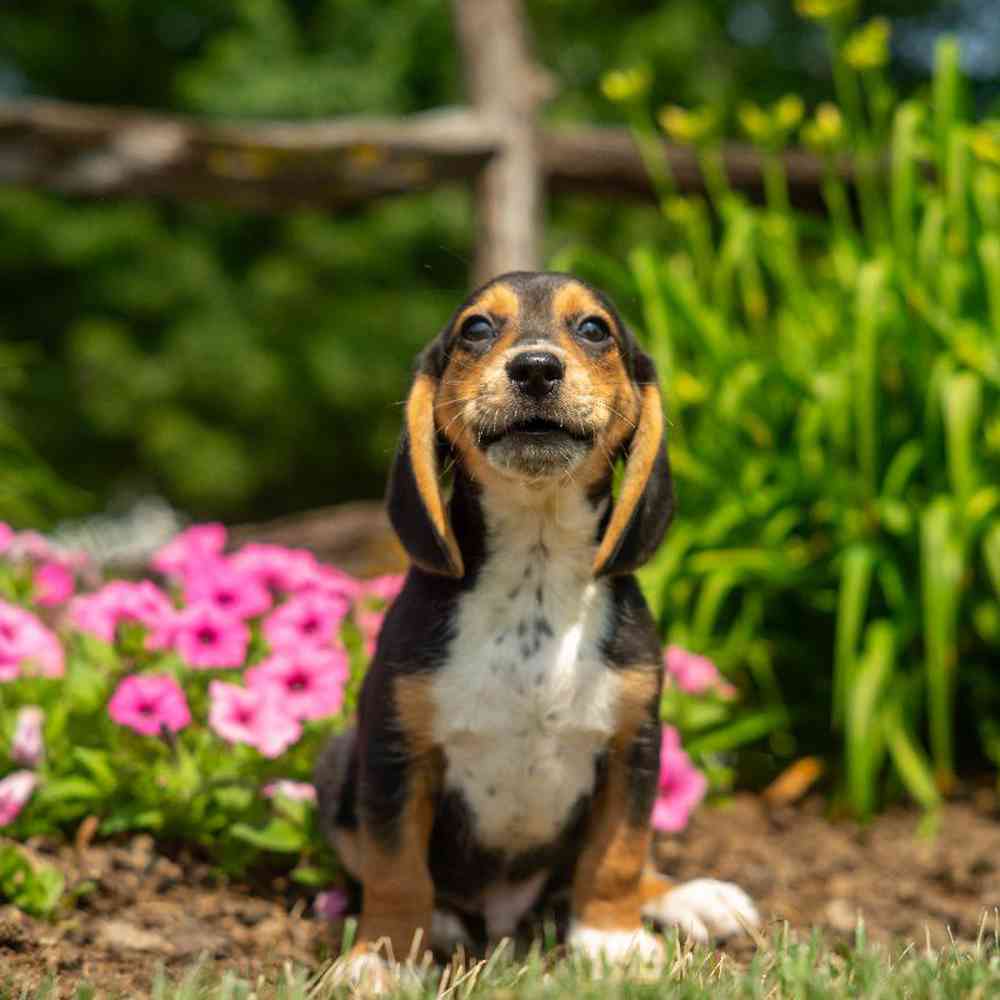 carousel pet images