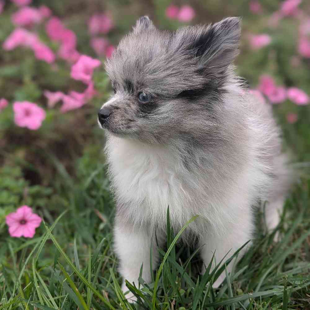 carousel pet images