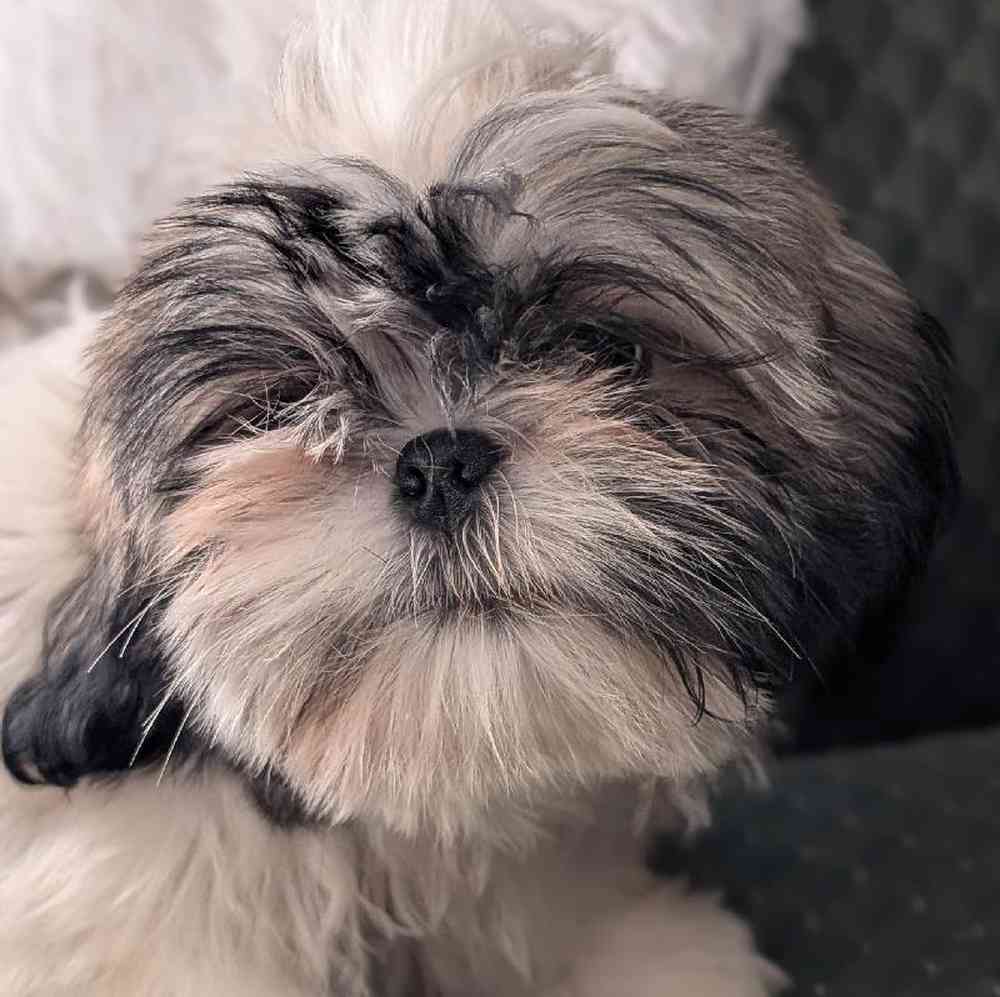 Male Shih Tzu Puppy for Sale in Bloomington, IN