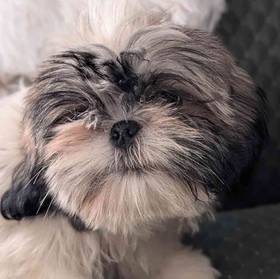 Shih Tzu