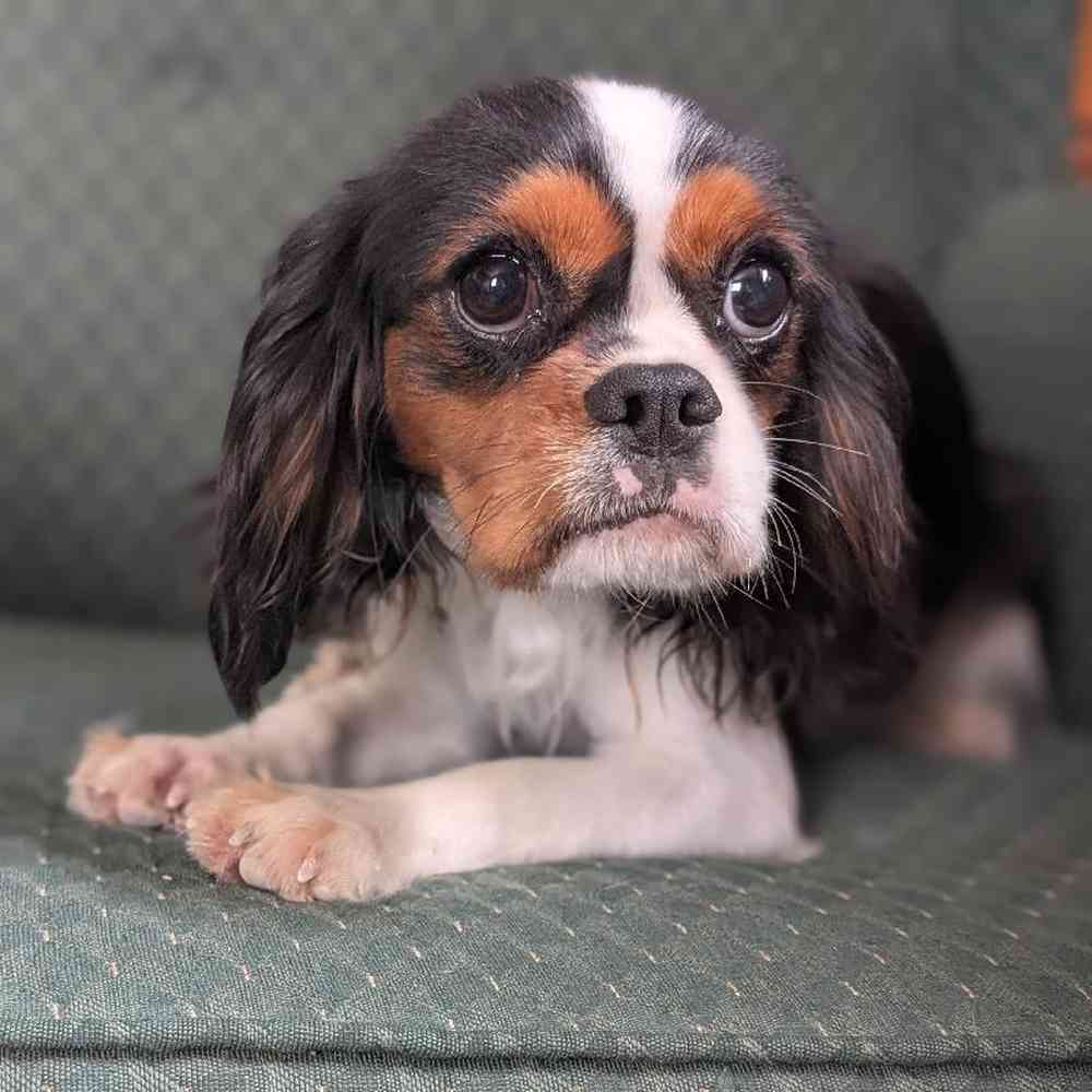 carousel pet images