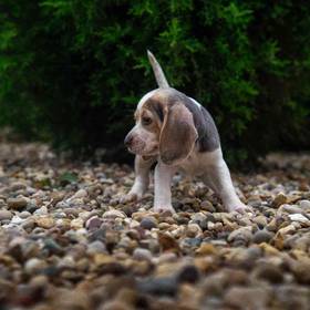 Beagle