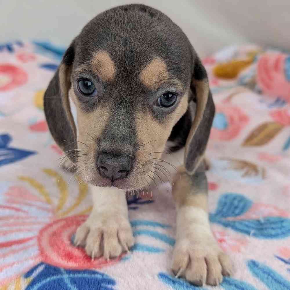 Female Beagle Puppy for Sale in Bloomington, IN