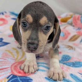 Beagle