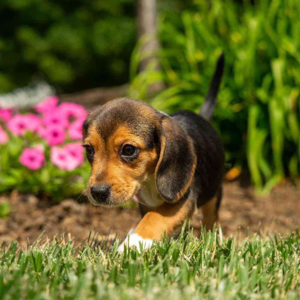 carousel pet images