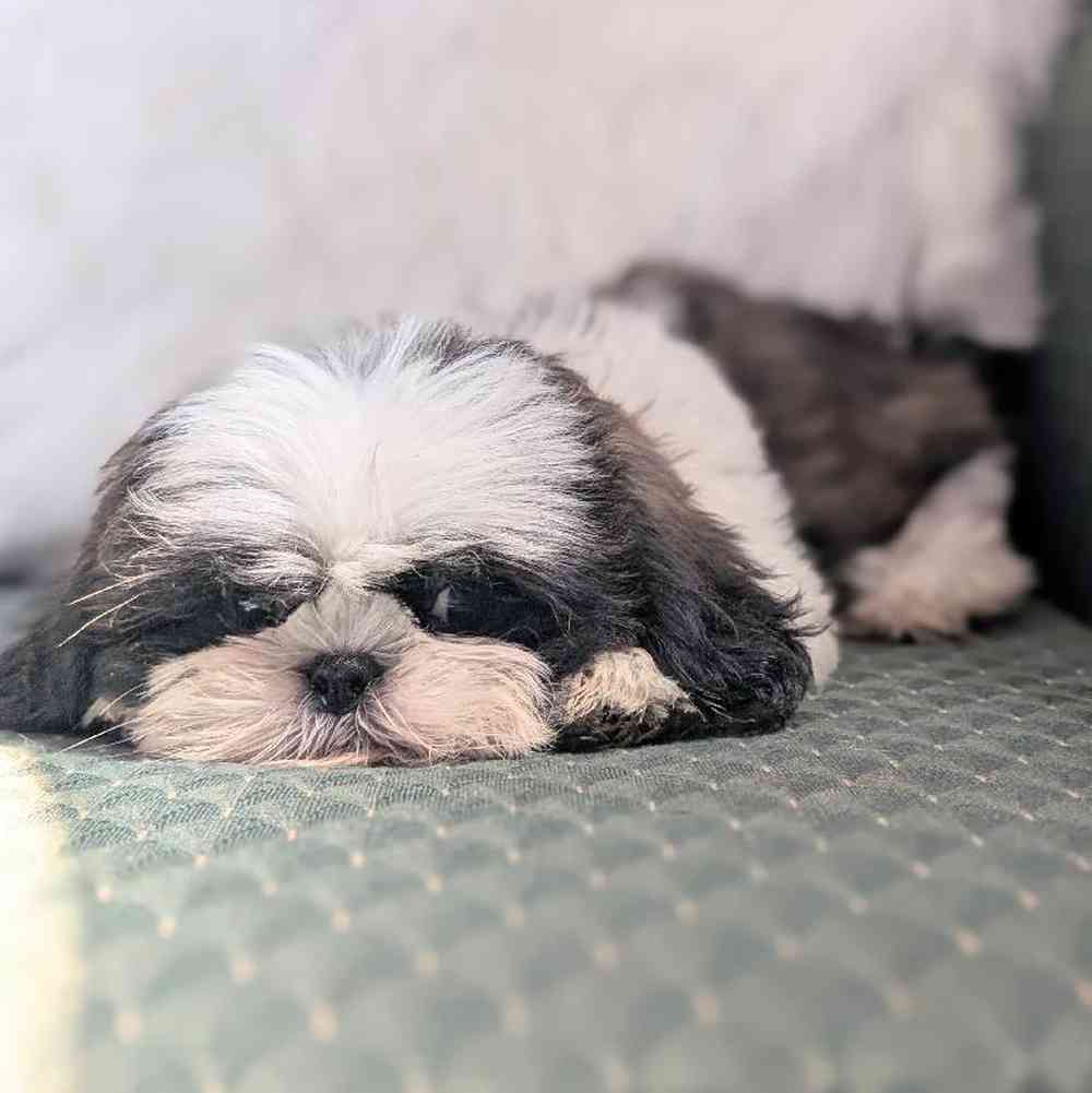 carousel pet images