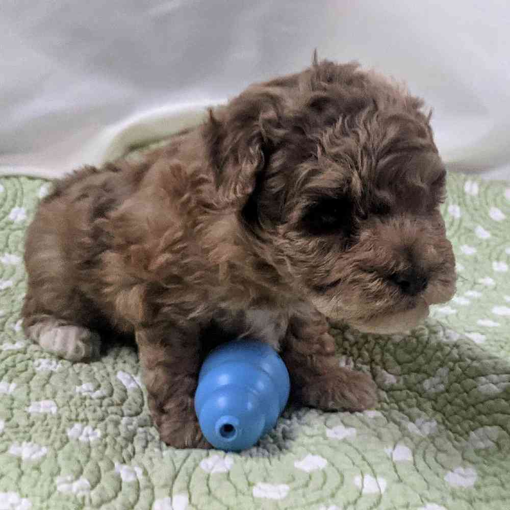 Poodle Toy Puppy For Tdkennels