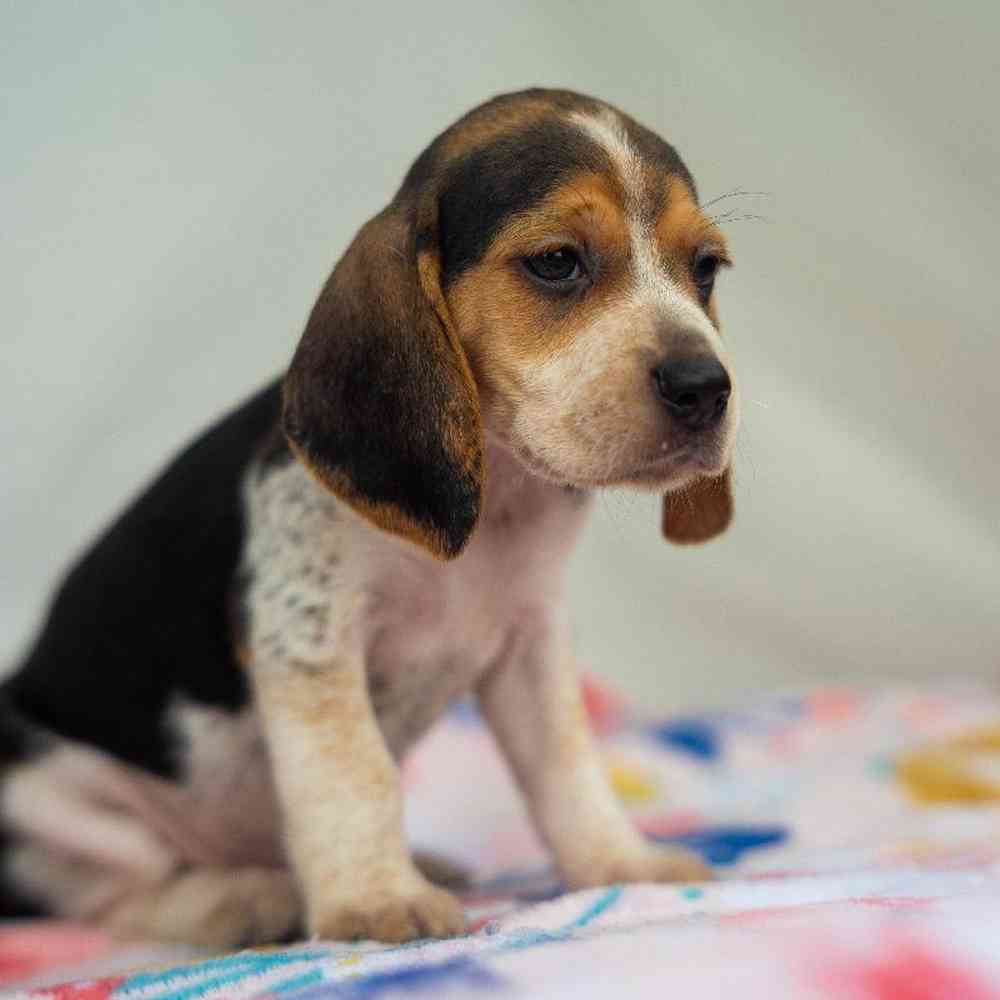 Image of a pet breed in the gallery