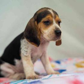Beagle
