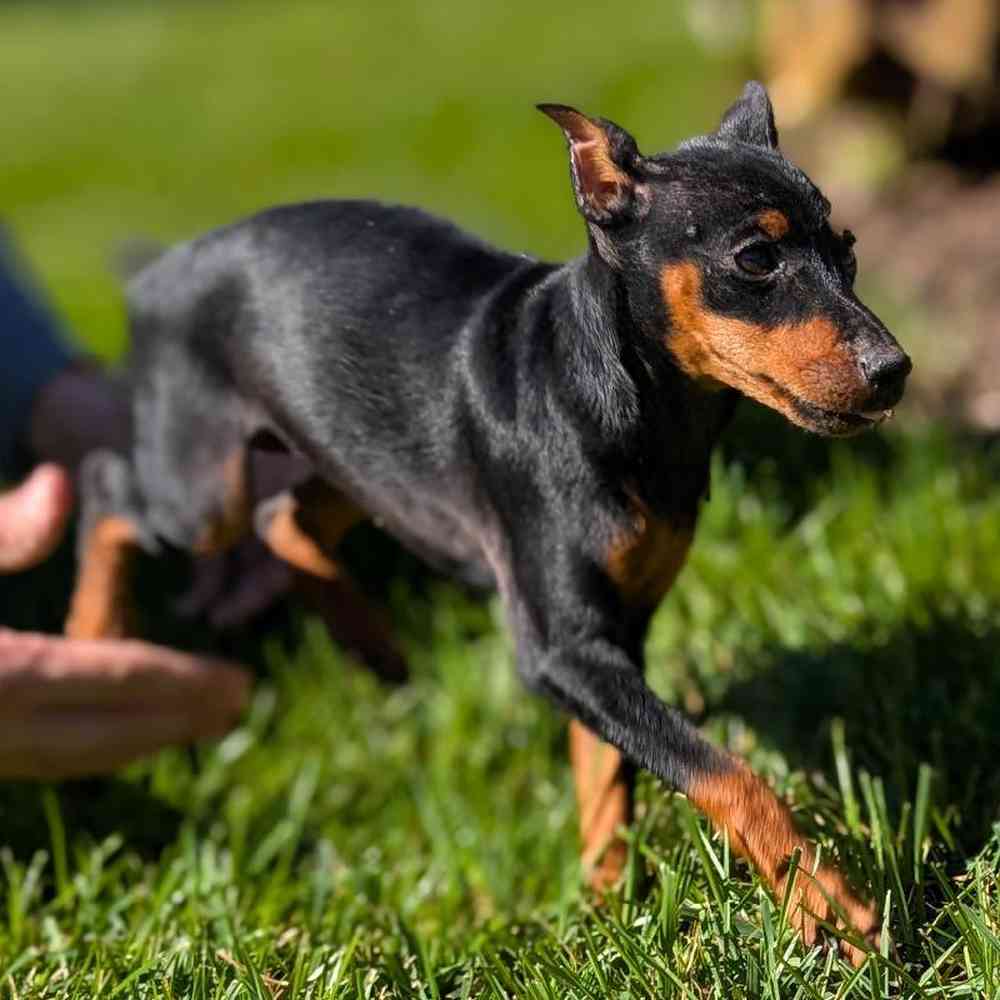 carousel pet images