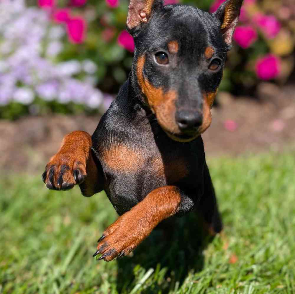 carousel pet images