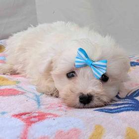 Maltese