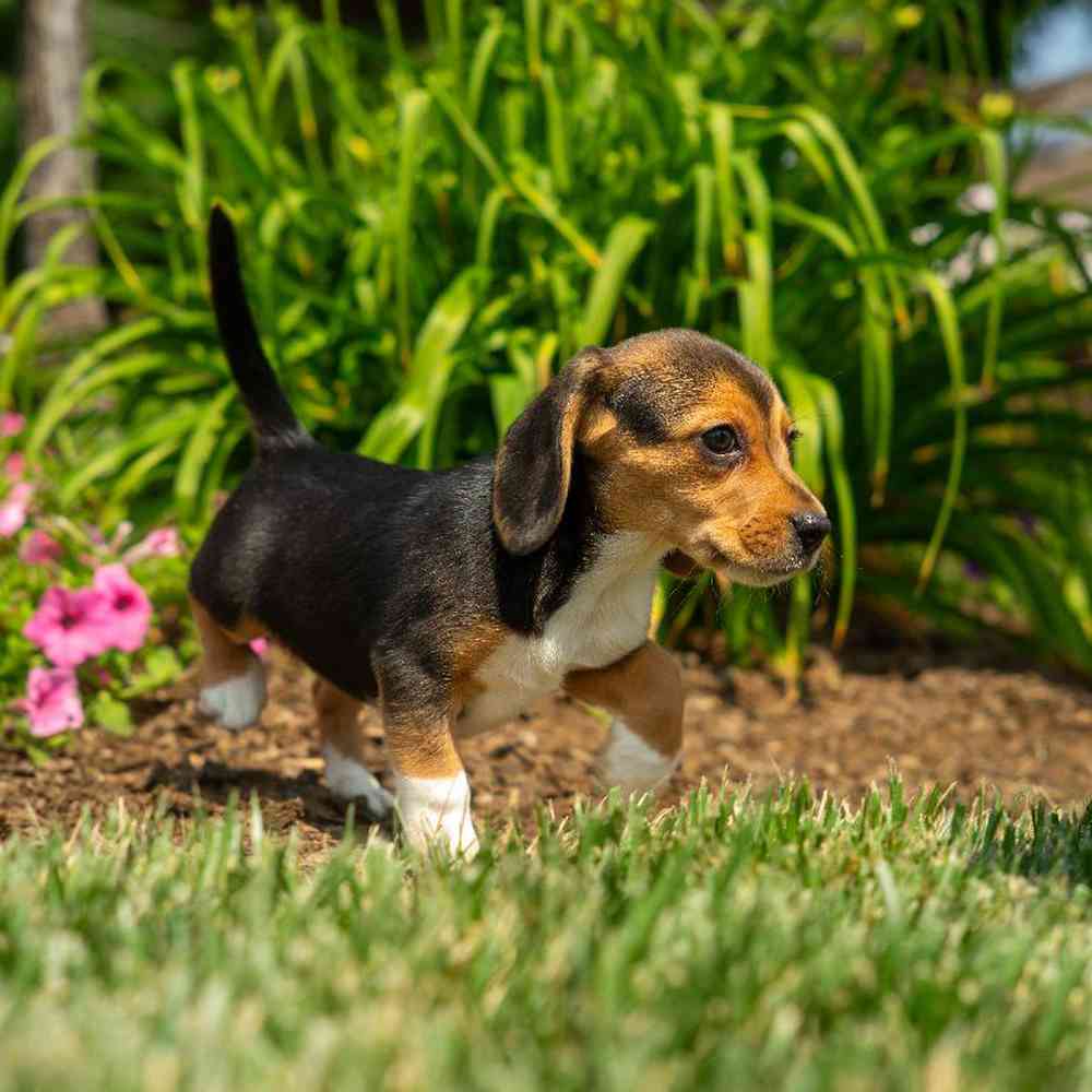 carousel pet images