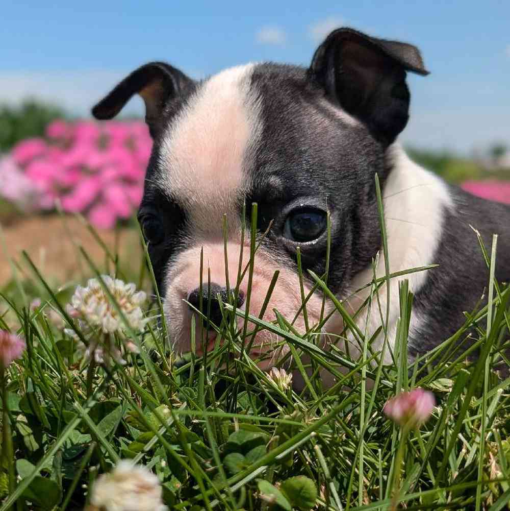 Female Boston Terrier Puppy for Sale in Bloomington, IN