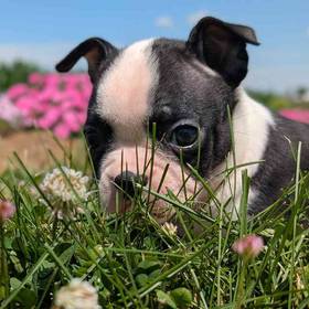 Boston Terrier