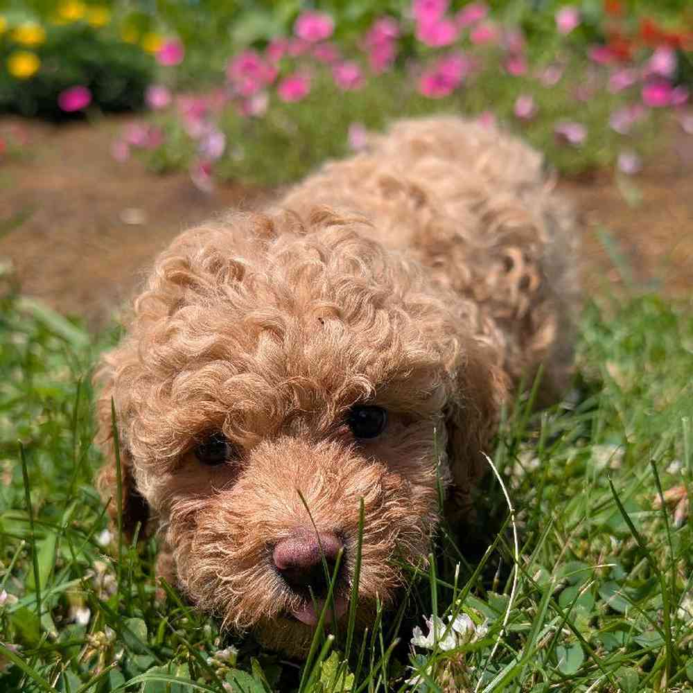 carousel pet images