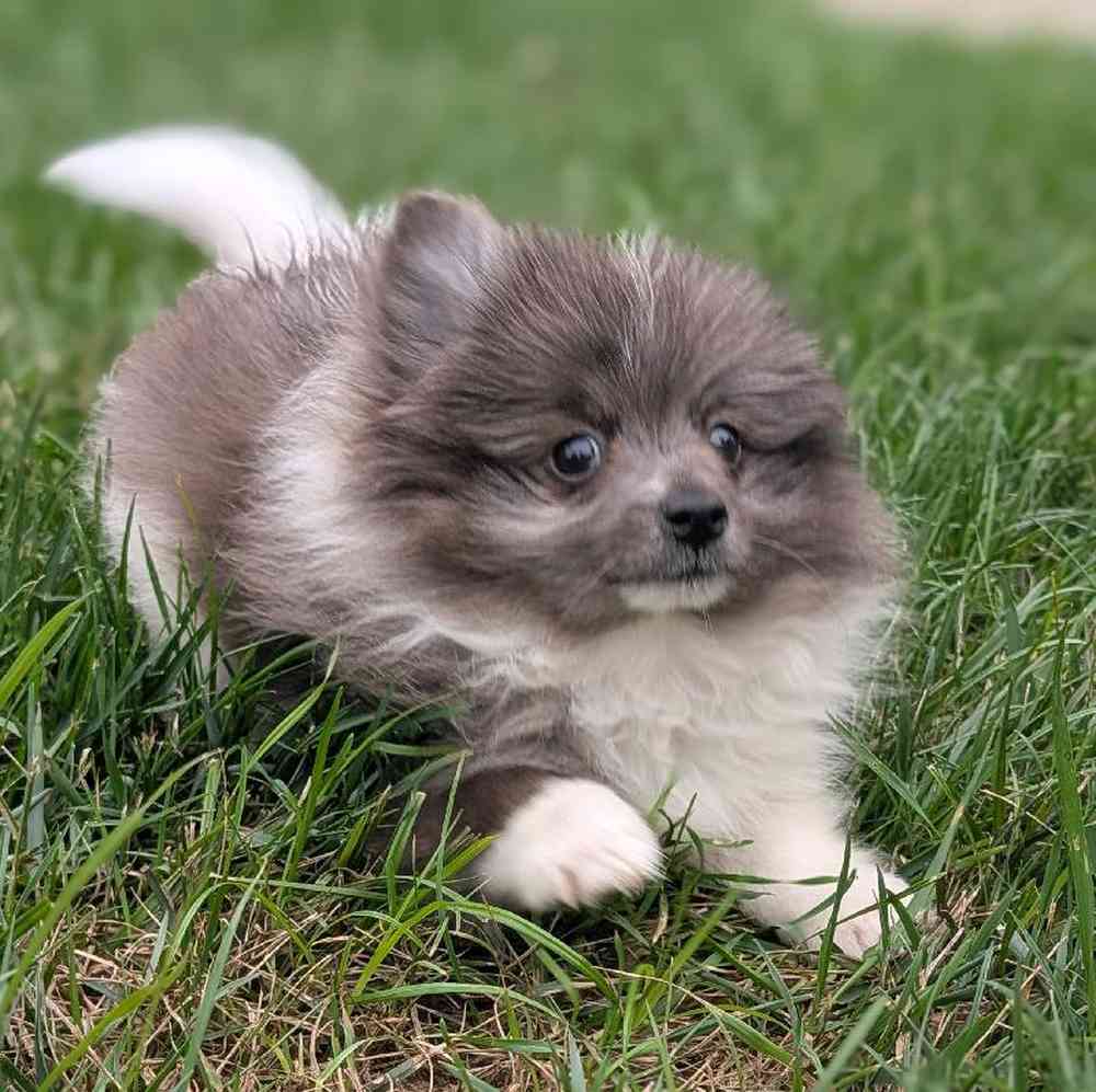 carousel pet images