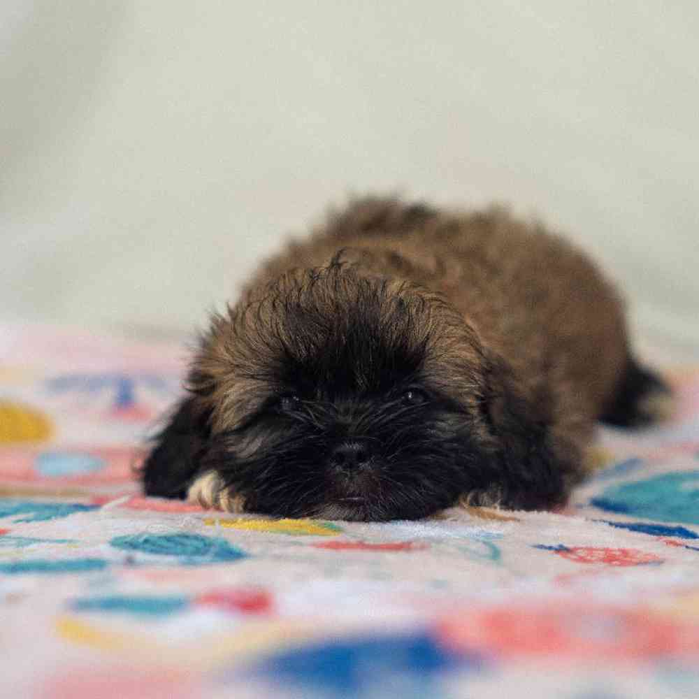 carousel pet images