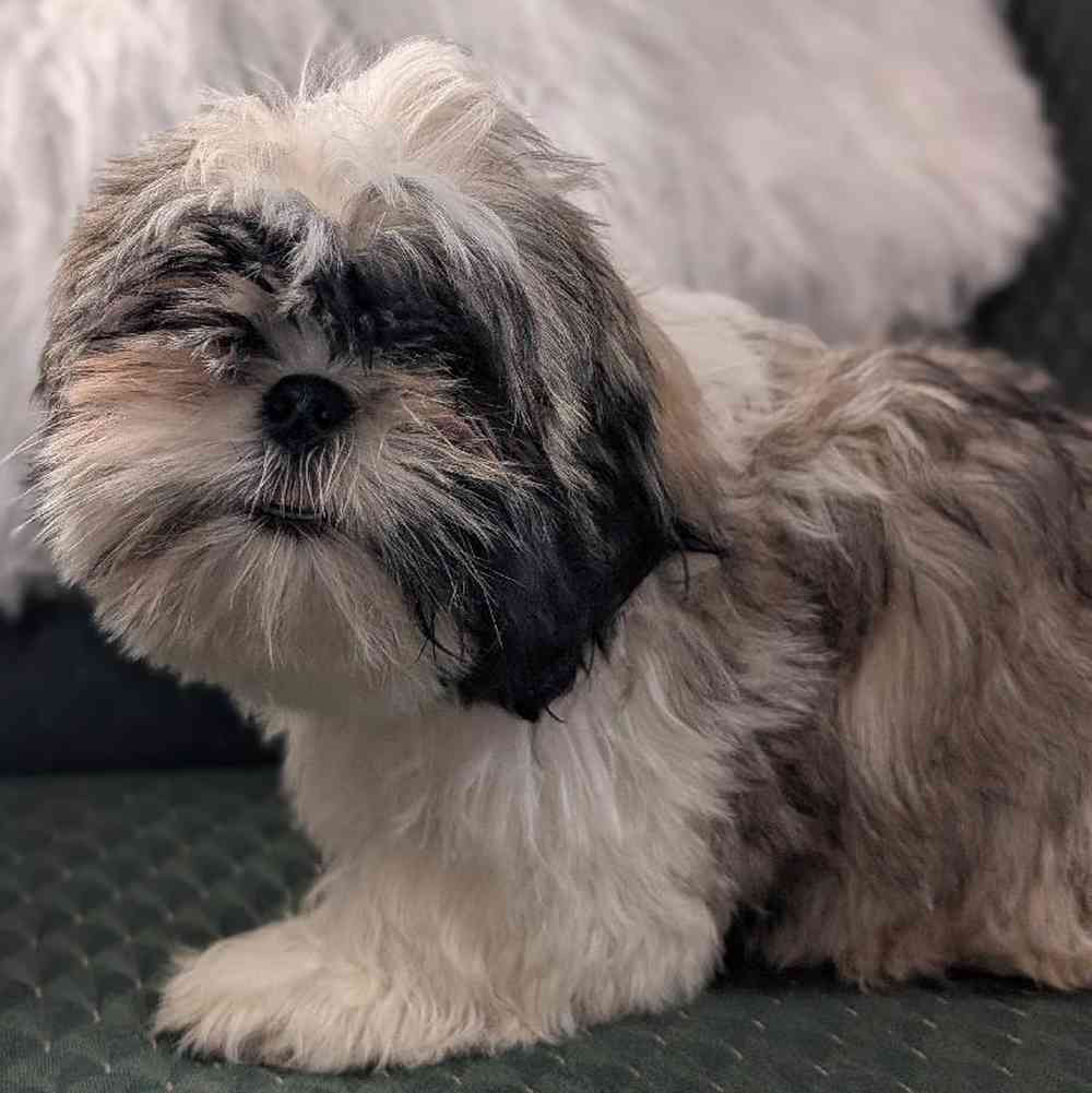 carousel pet images
