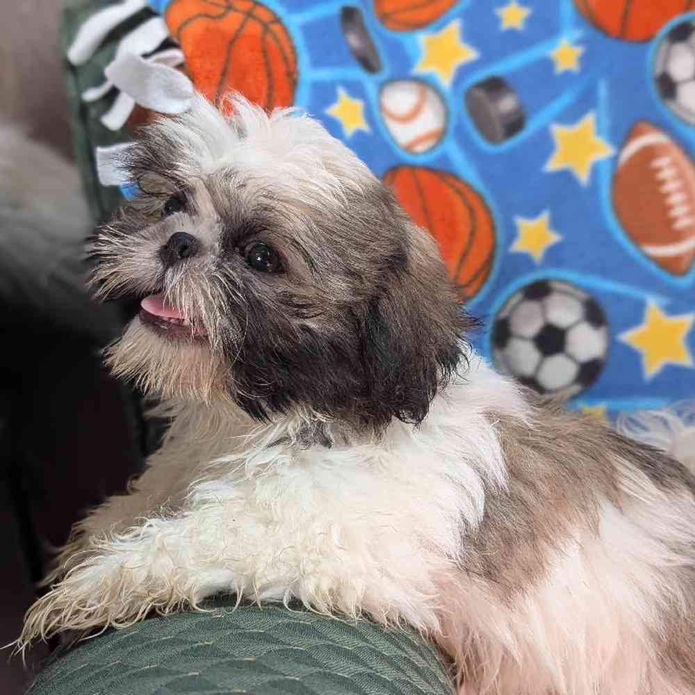 carousel pet images