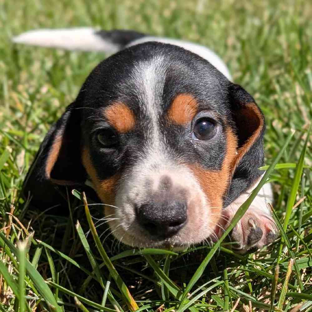 Male Mini Dachshund Puppy for Sale in Bloomington, IN