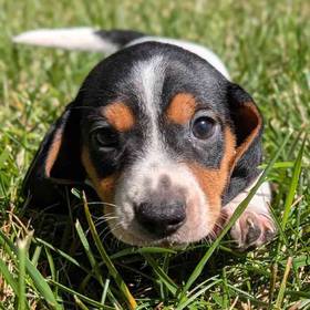 Mini Dachshund