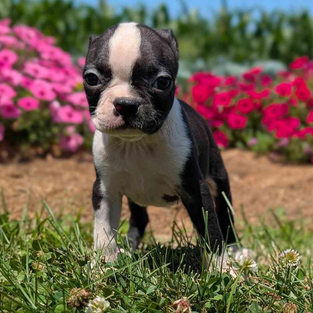 Female Boston Terrier Puppy for Sale in Bloomington, IN