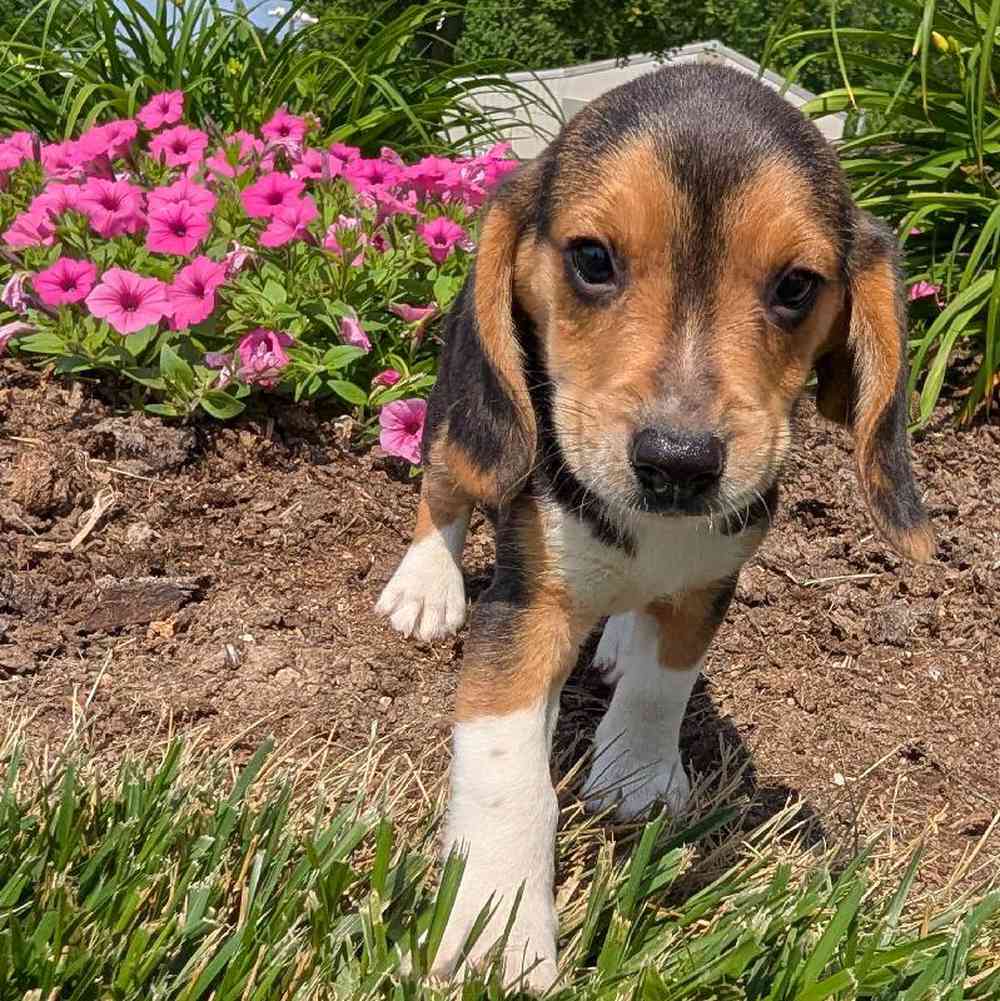 carousel pet images