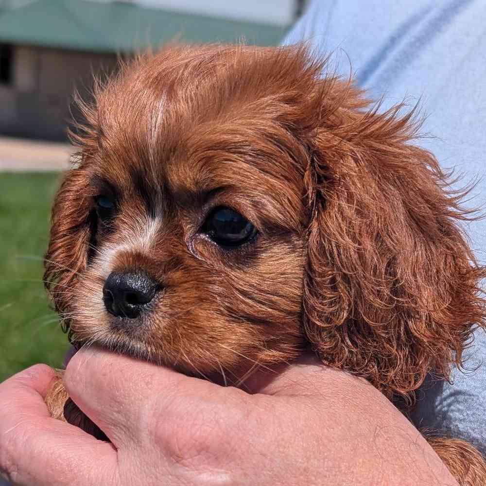 carousel pet images