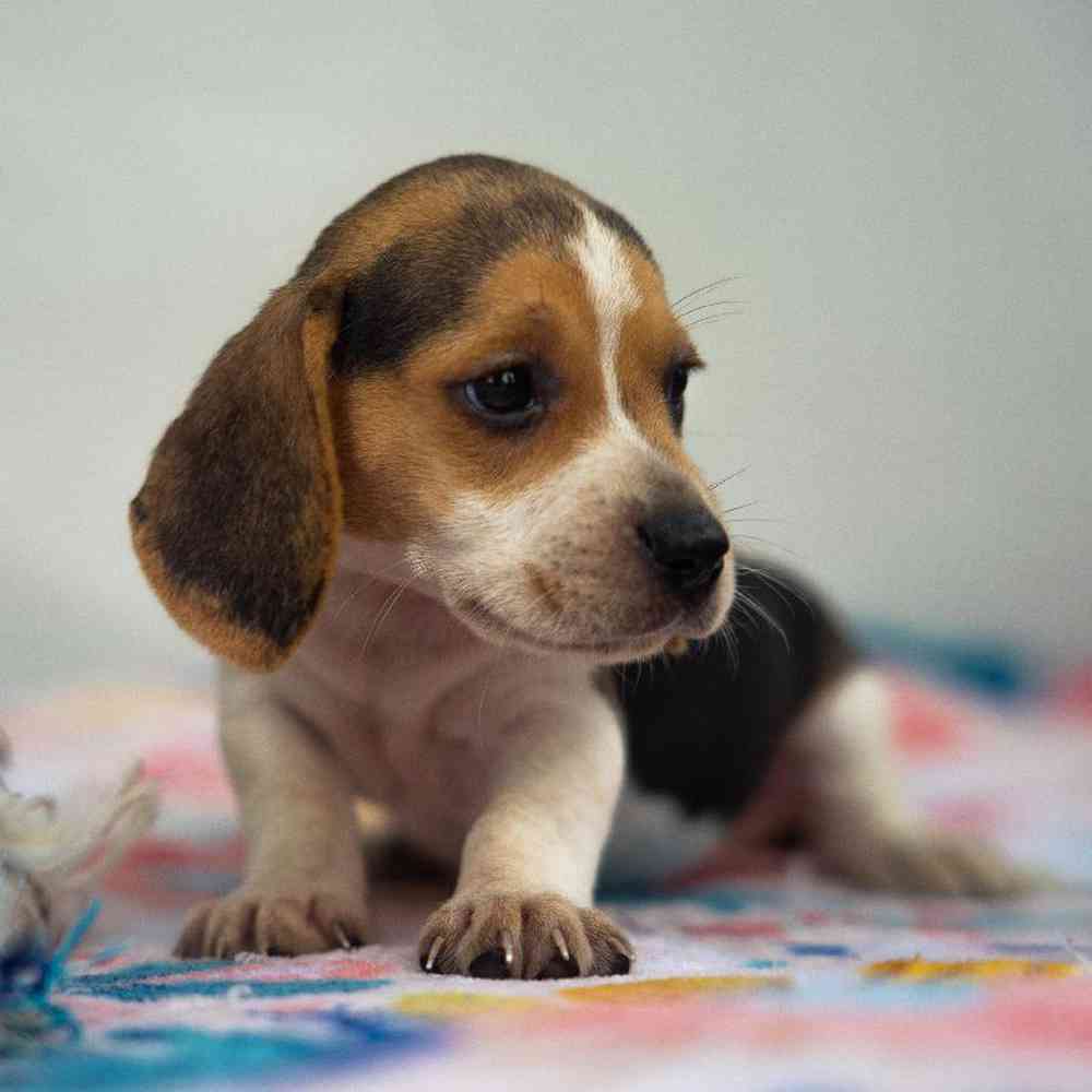 carousel pet images