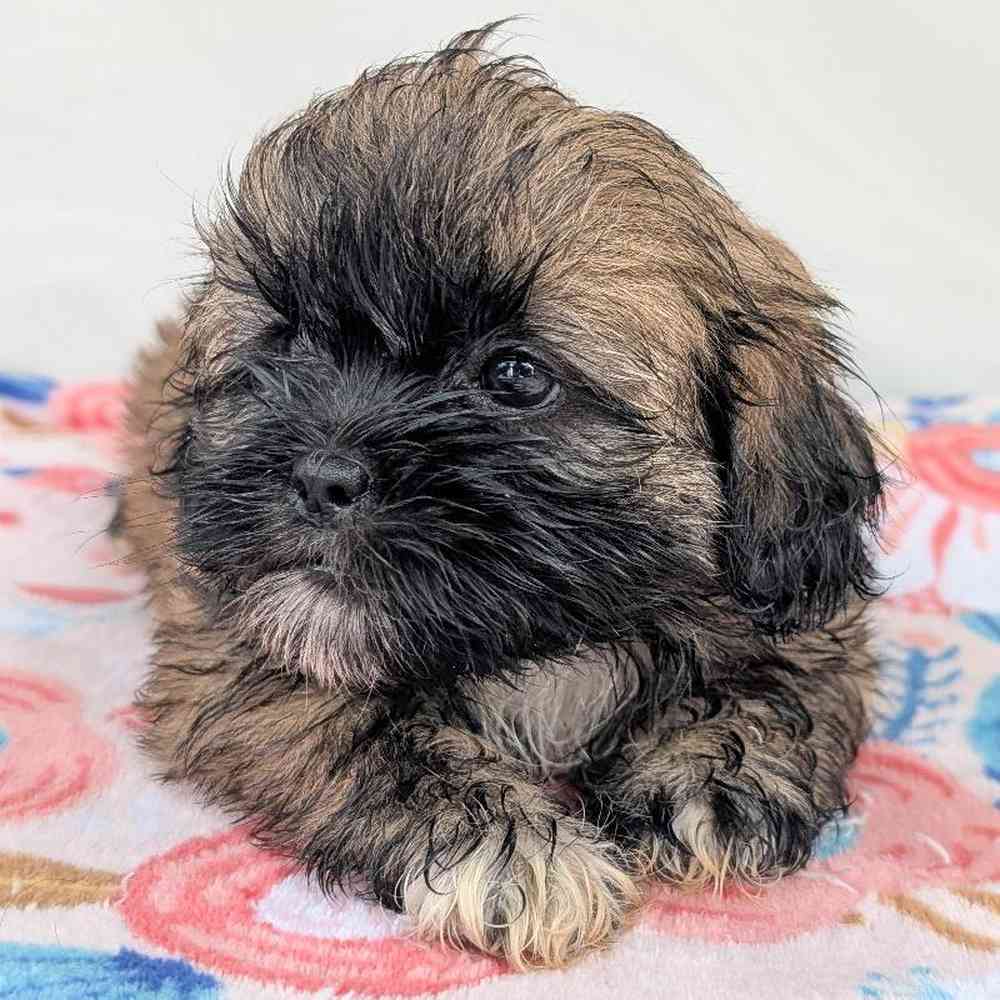 Image of a pet breed in the gallery