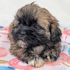 Shih Apso