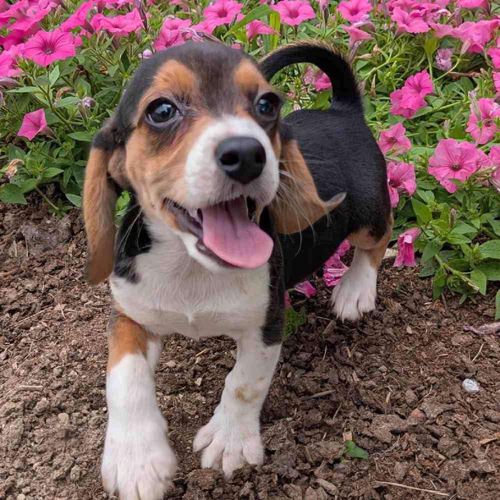 carousel pet images