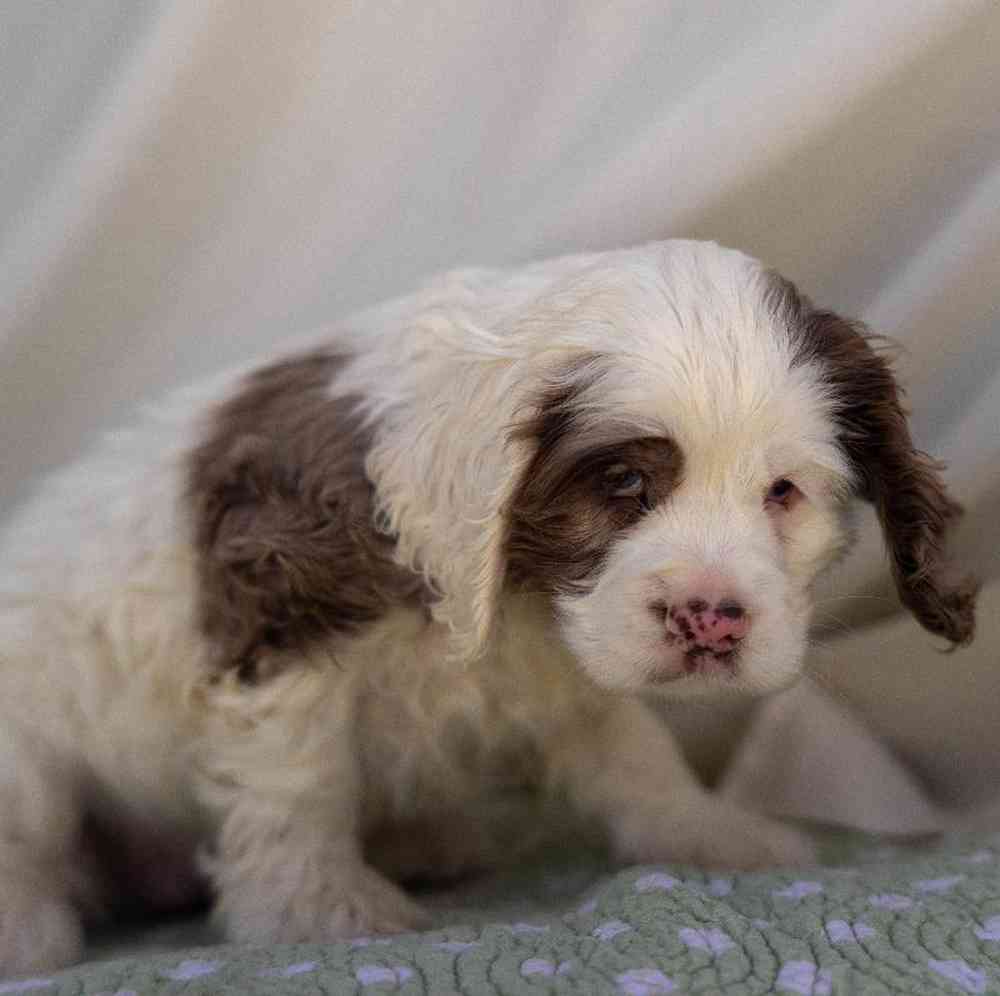 carousel pet images