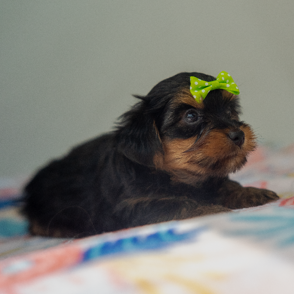 carousel pet images