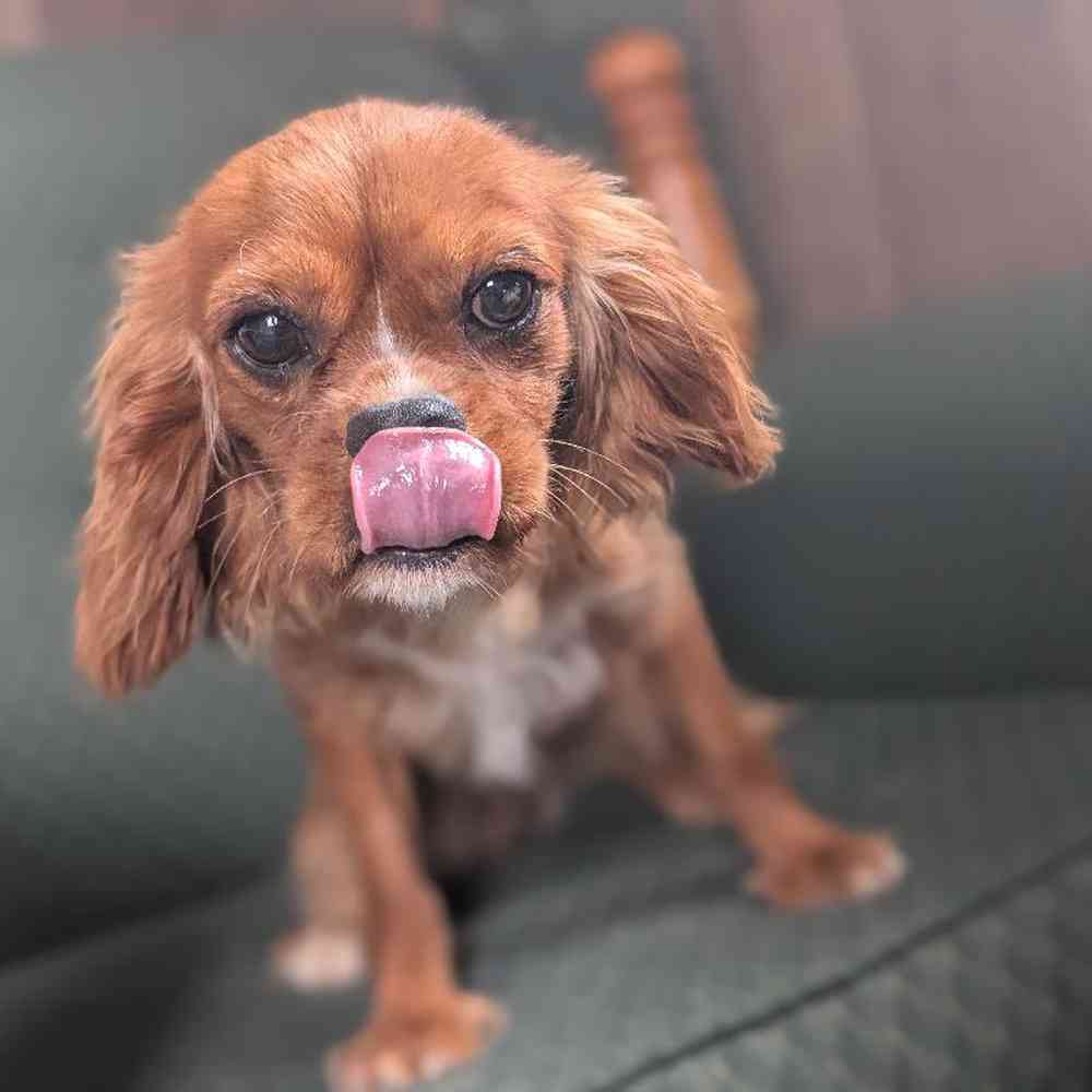 carousel pet images