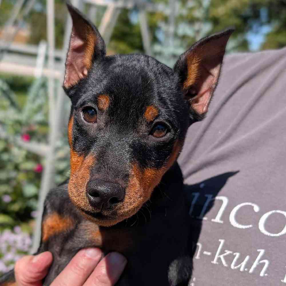 Male Min Pin Puppy for Sale in Bloomington, IN