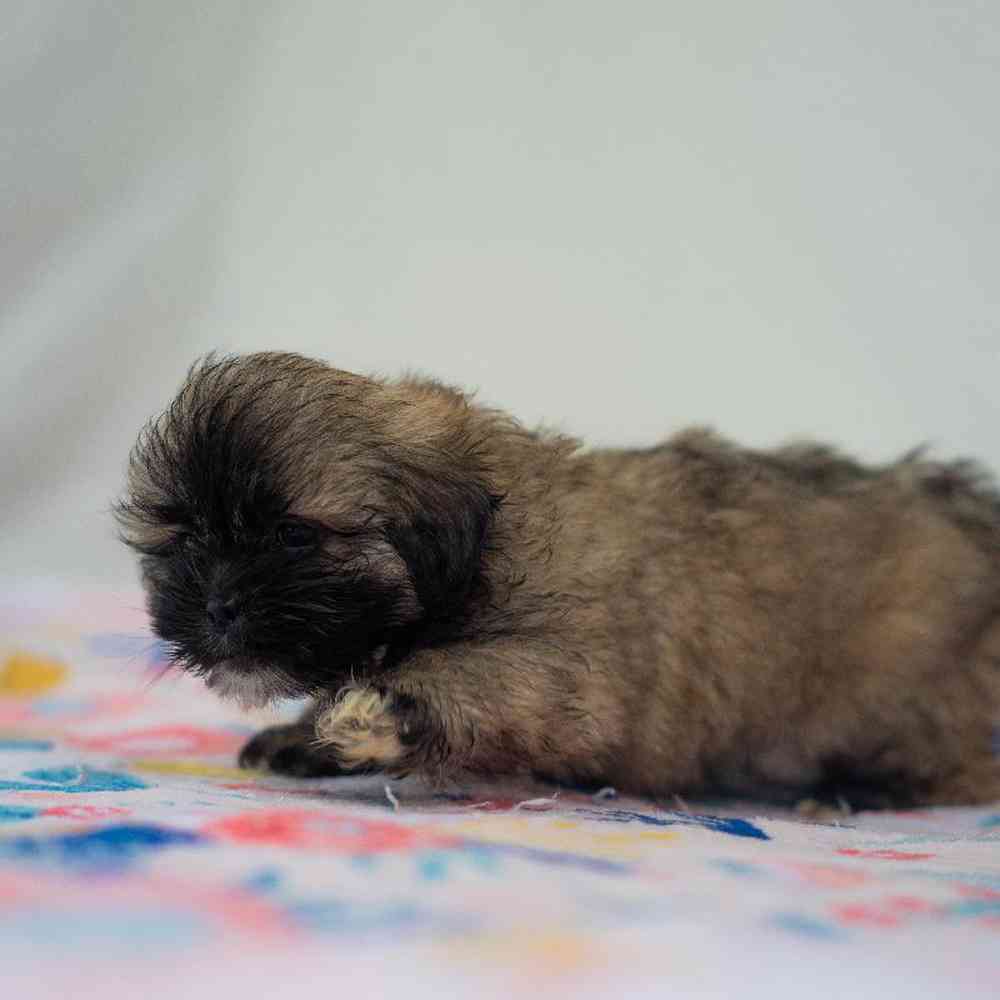 carousel pet images