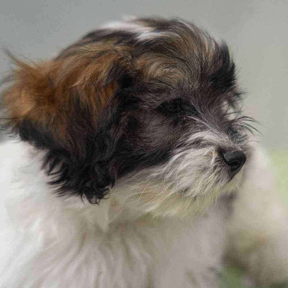 carousel pet images