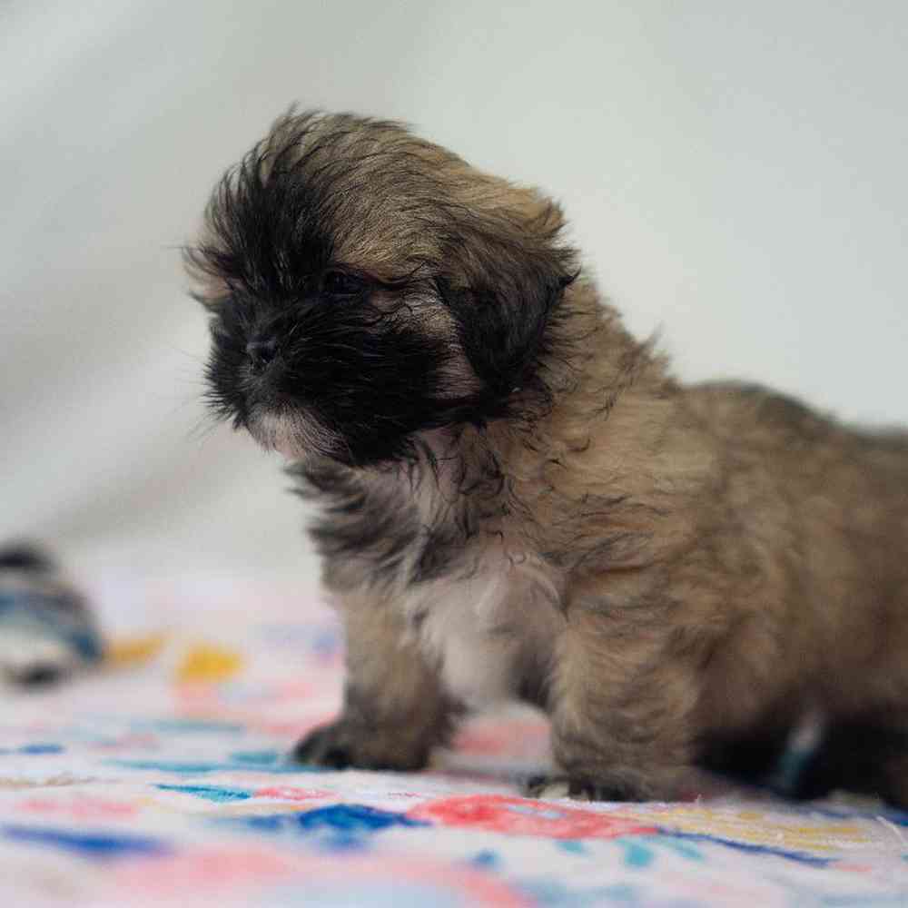 carousel pet images