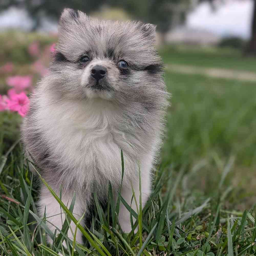 carousel pet images