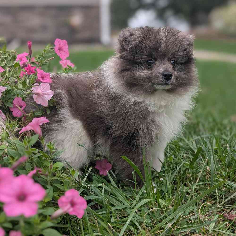 carousel pet images