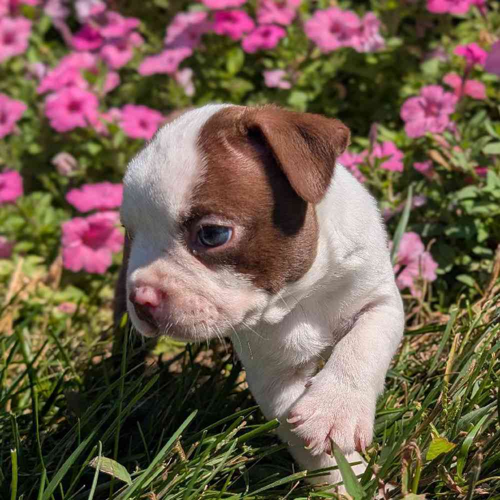 carousel pet images