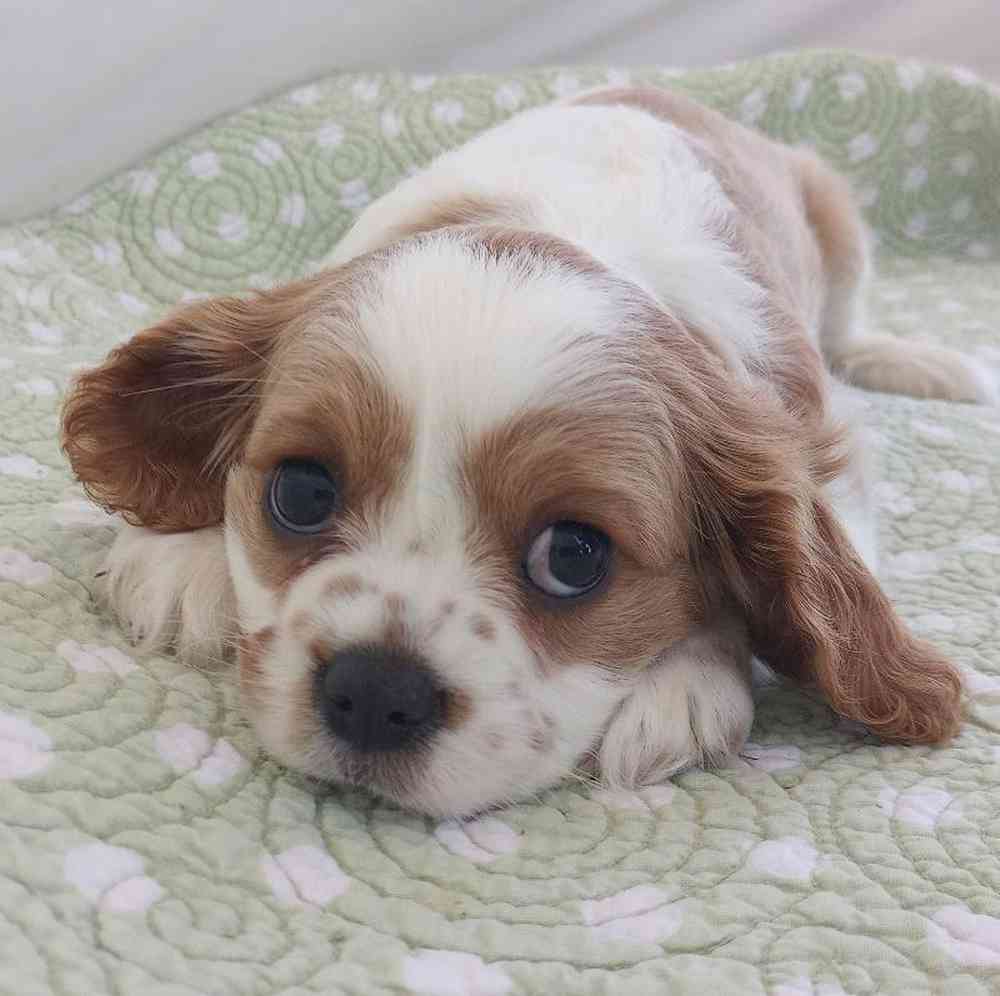 carousel pet images