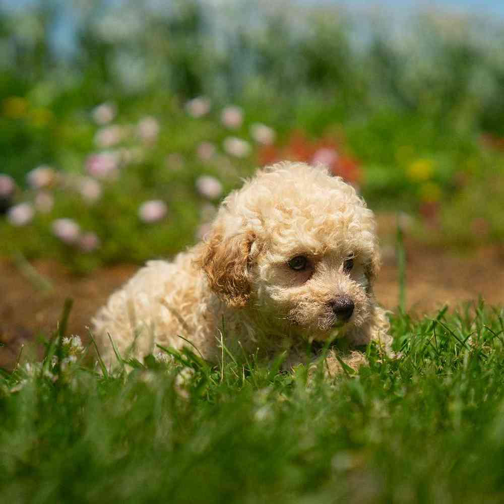 carousel pet images