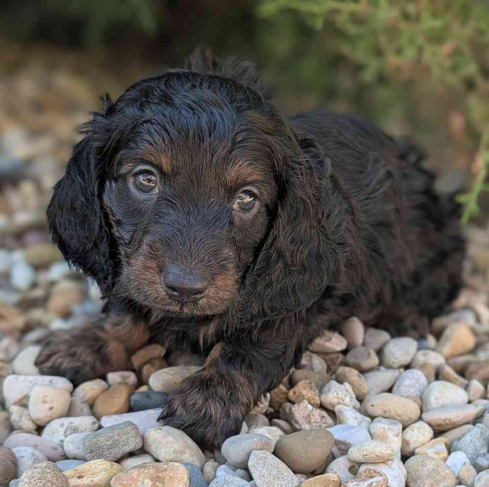 Male Mini Dachshund Puppy for Sale in Bloomington, IN