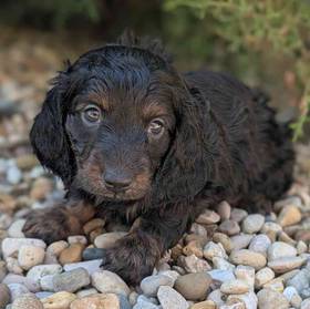Mini Dachshund