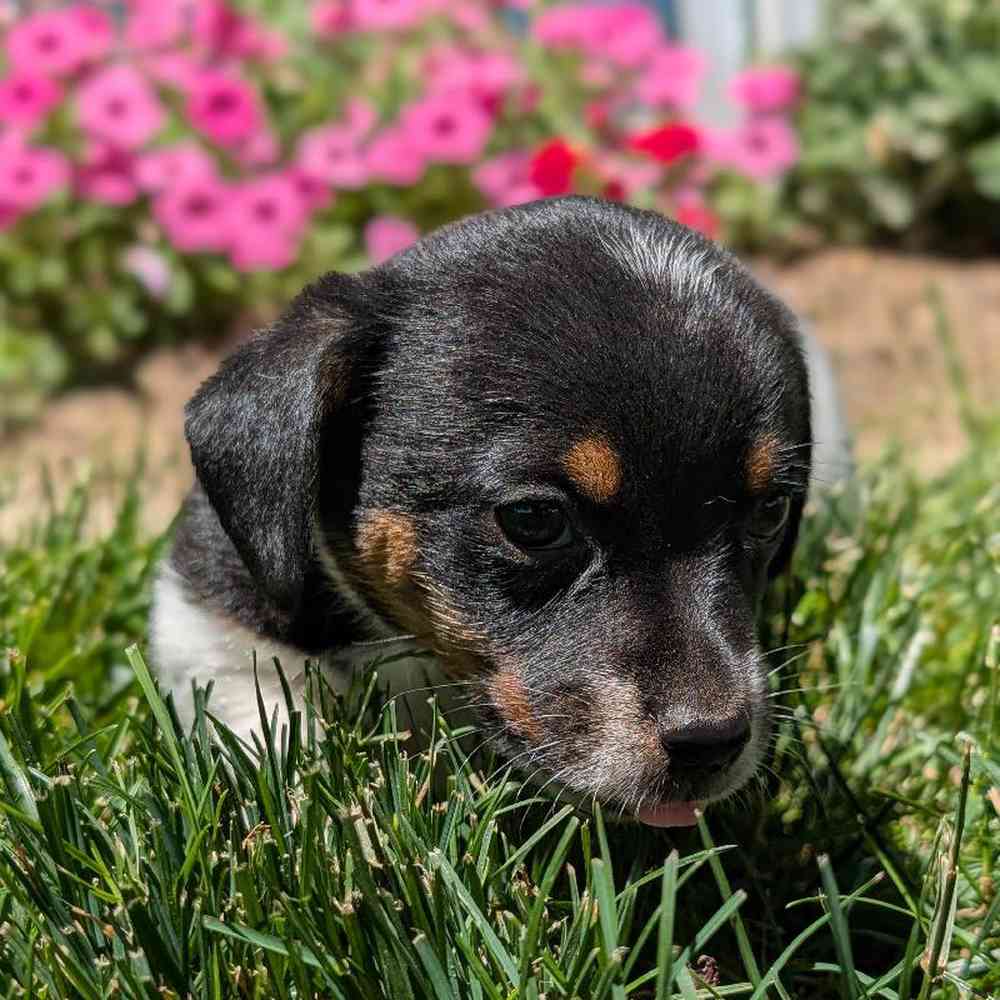 carousel pet images
